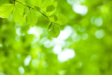 Fototapeta na wymiar perfect green leaf with natural background