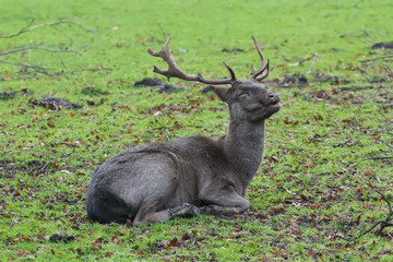 Portrait of resting mature fallow deer buck with winter dark unspotted pelt