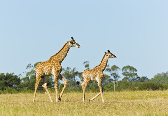 Giraffe mother and child