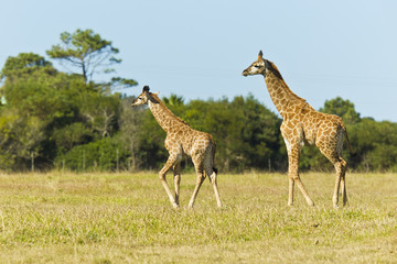 Naklejka na ściany i meble Giraffe pair walking
