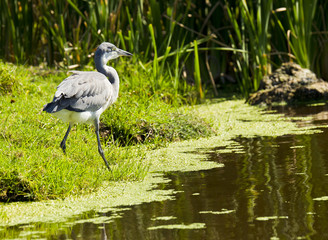 Grey heron looking for fish