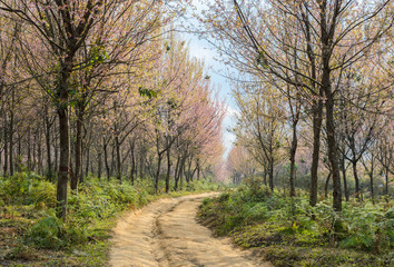 Fototapeta premium Wild Himalayan cherry blossom tree in Thailand