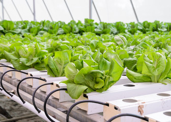 Hydroponic butterhead leaf lettuce vegetables plantation in aquaponics system © boonsom