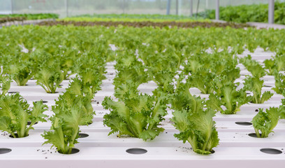 Hydroponic Fillie Iceburg leaf lettuce vegetables plantation in