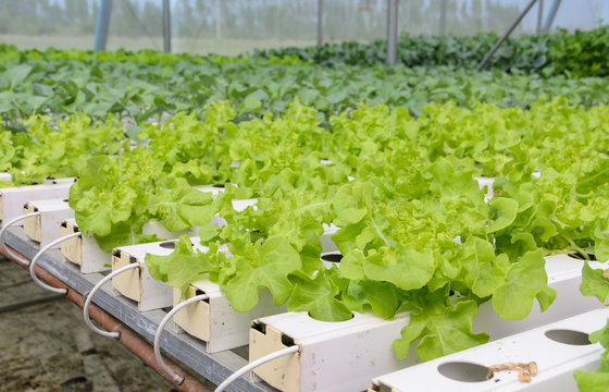 Hydroponic green oak leaf lettuce vegetables plantation in aquap