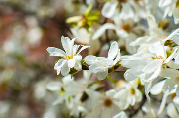 Blooming magnolia flowers in sunlight