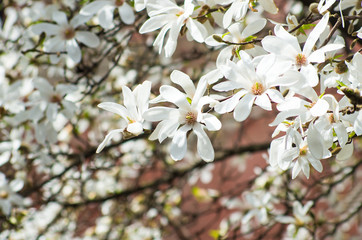 Blooming magnolia flowers in sunlight