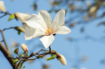 Fototapeta na wymiar Magnolia flower in sunlight