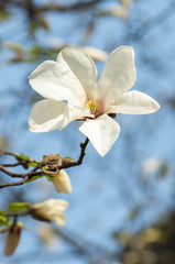 Magnolia flower in sunlight