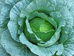 Fototapeta premium Cabbage fresh background