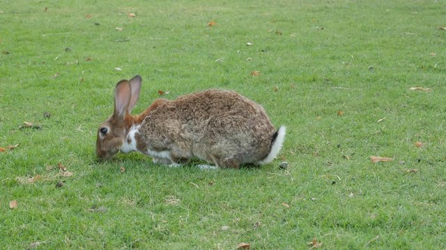 Rabbit lazy moving in the field 4K 3840X2160 UltraHD footage - Bunny relaxing and eating grass in the field 4K 2160p UHD video 