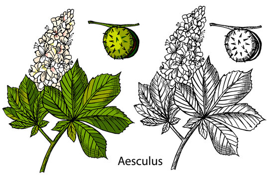 Aesculus. Buckeye. Horse chestnut. Chestnut. Medical plant