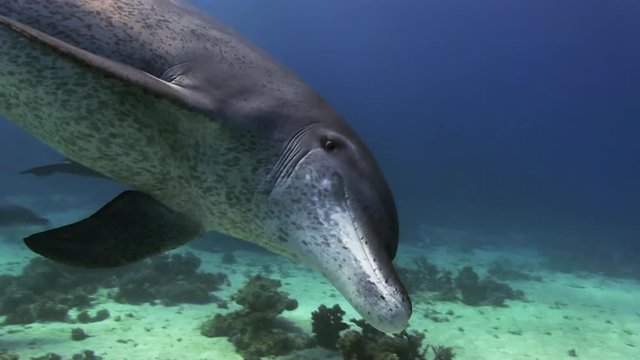 Bottlenose Dolphins swim by and look in the camera