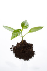 Young plant