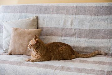 Fototapeta na wymiar lazy ginger cat laying on a sofa
