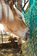 Horse is eating hey from a hey net