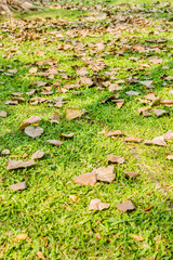 Fallen leaves on grass