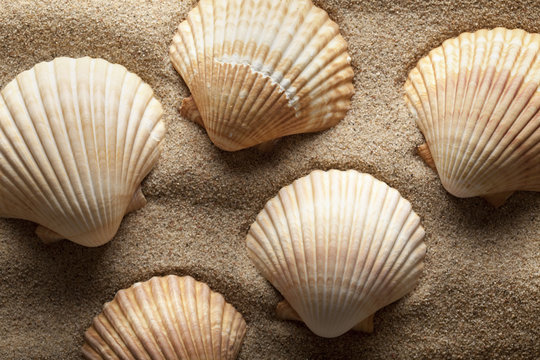 Shells on the beach