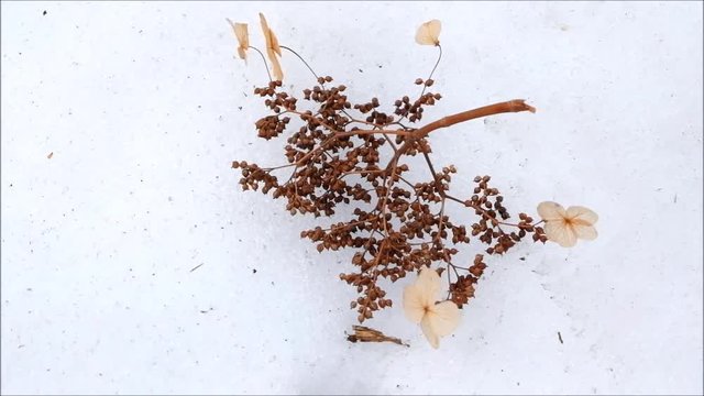 森の雪の上でツルアジサイのドライフラワー