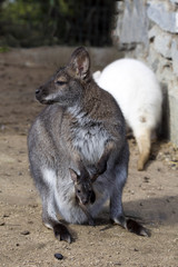 female with young in a pouch, Bennett's wallaby, Macropus rufogriseus