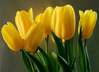 yellow tulips