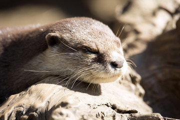 resting  Oriental small-clawed otter, Amblonyx cinerea