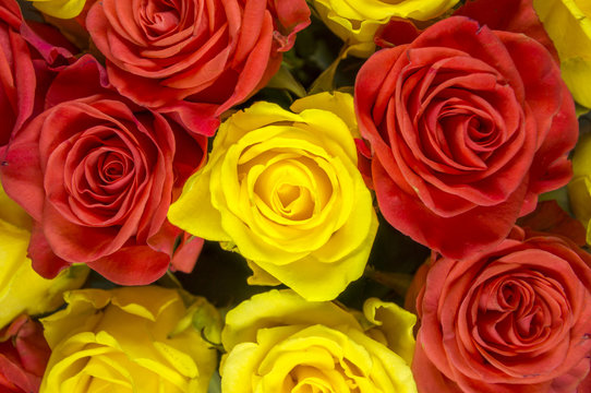 Roses - yellow and red