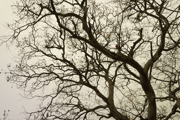 Trees without leaves.