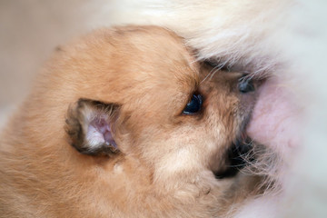 Pomeranian puppy / Pomeranian puppy sucking milk from his mother.