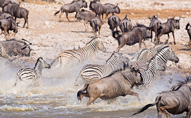 Fototapeta na wymiar Flüchtende Zebras und Gnus Afrika 