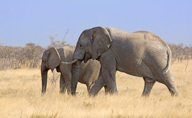 Fototapeta na wymiar zwei elefanten familie namibia afrika 