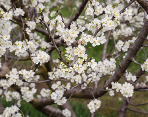 Flowering plum garden