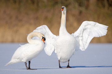 Schwan Schwäne Liebe