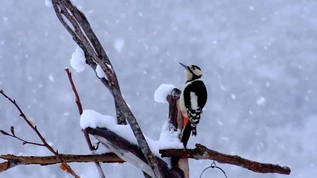 雪降るバードテーブルからアカゲラが飛び立つ