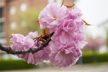 Big Pik Flowers