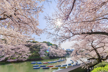 千鳥ヶ淵の桜