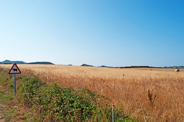 Minorca, Isole Baleari, Spagna: campo di grano e un segnale di pericolo mucche nella campagna minorchina il 6 luglio 2013