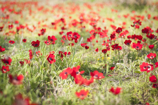 Fototapeta Red flowers in a meadow blurred during the Darom Adom (Red South) festival in the Negev desert in the springtime. Flower field