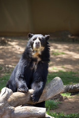 interesting South American Spectacled Bear, Tremarctos ornatus