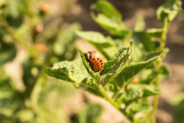 Maggot Bug colorado