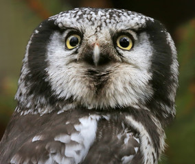 Portrait view of a Northern hawk-owl (Surnia ulula)