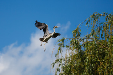 The flying crane