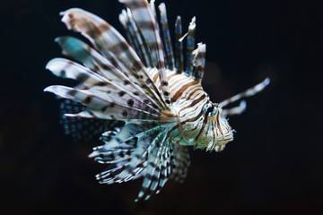 Fototapeta na wymiar Zebra fish in water