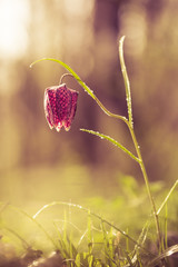 Wild Chess Flower on a Meadow