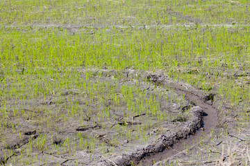 Green paddy rice seedlings and Dry soil is rift