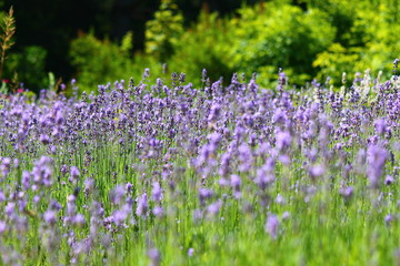 Lavendelwiese