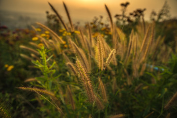 Flower lighten in the garden