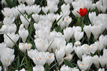 weiße Krokusse mit EINER roten Tulpe