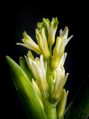 White hyacinth in blossom