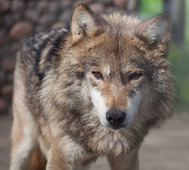 Naklejka na ściany i meble Grey Wolf (Canis lupus)